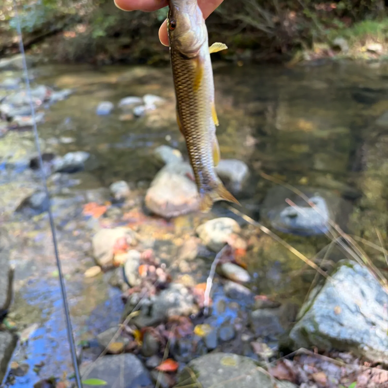 Hornyhead chub caught on Fishbrain