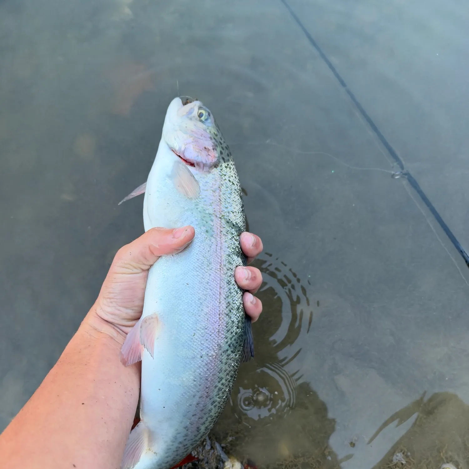 Rainbow trout caught on Fishbrain