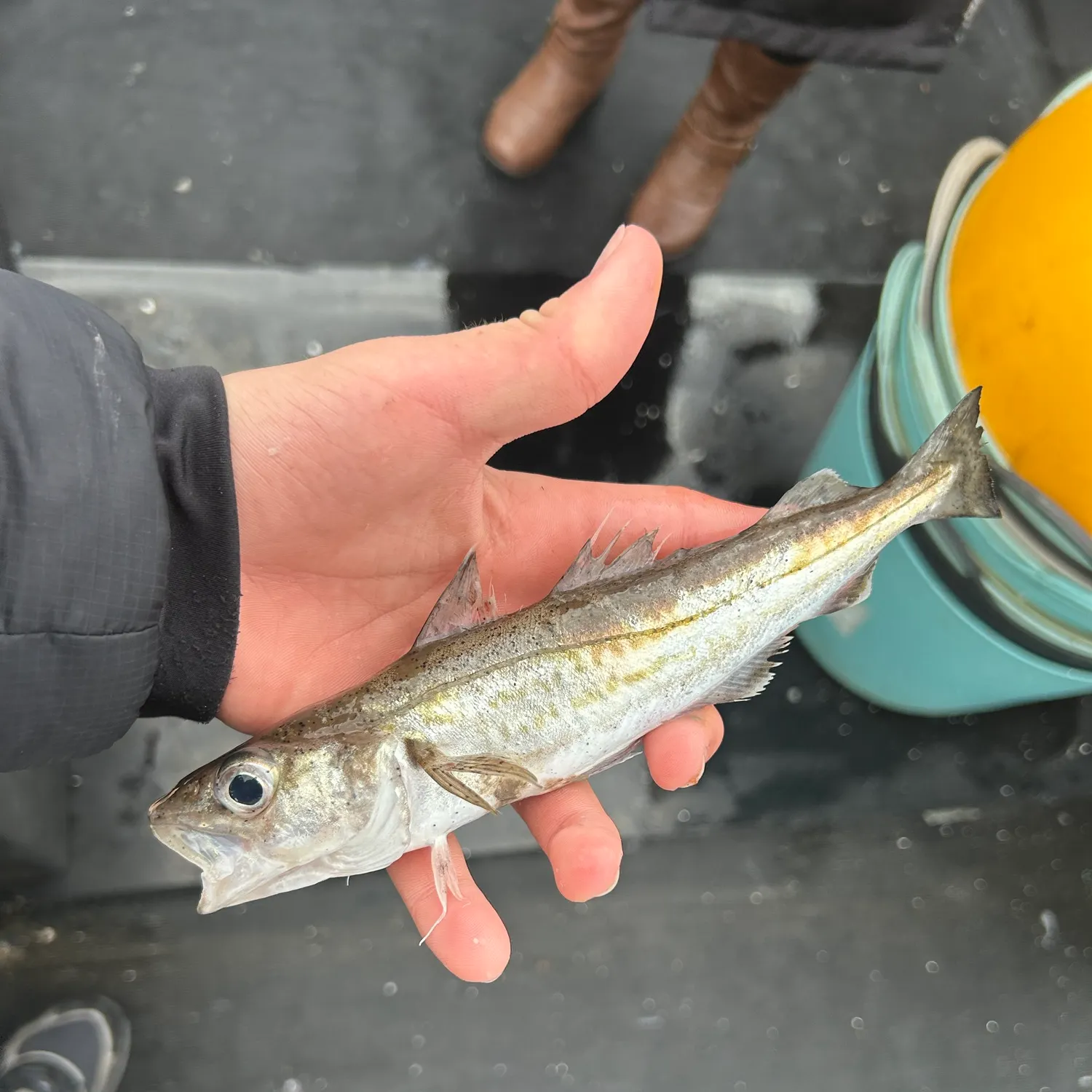 The most recent Whiting catches on Fishbrain