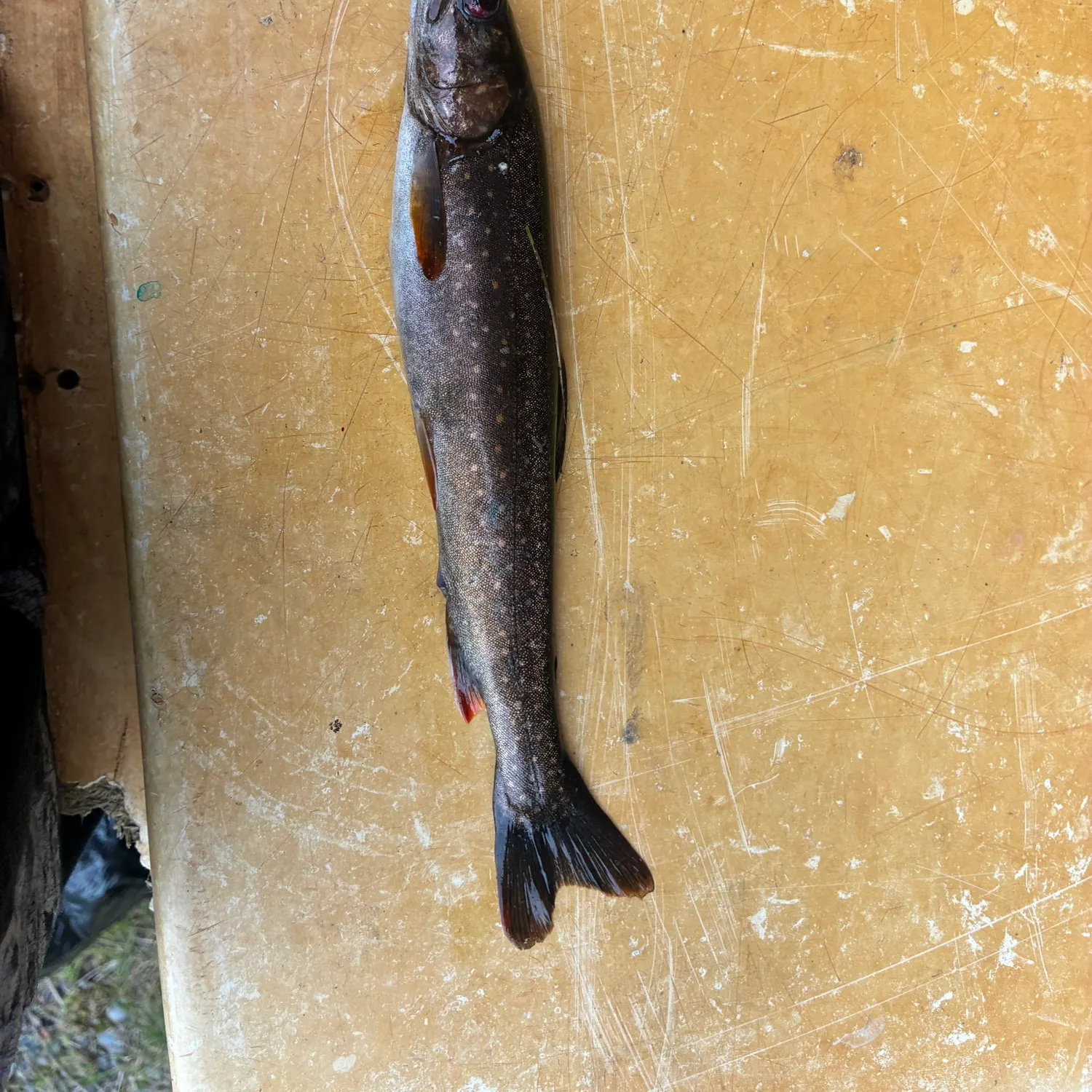 Dolly varden caught on Fishbrain