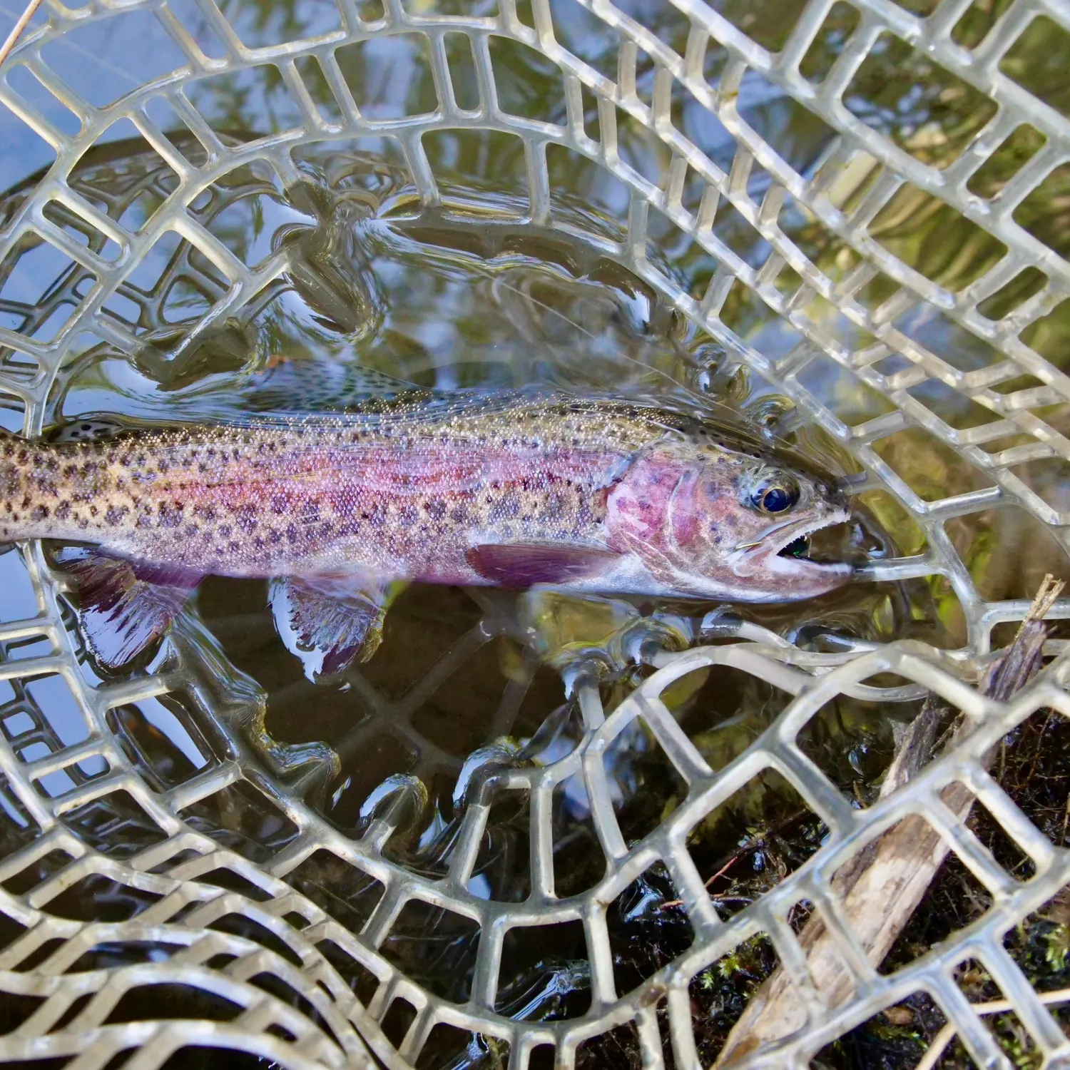 The most recent Goose Lake Redband Trout catches on Fishbrain