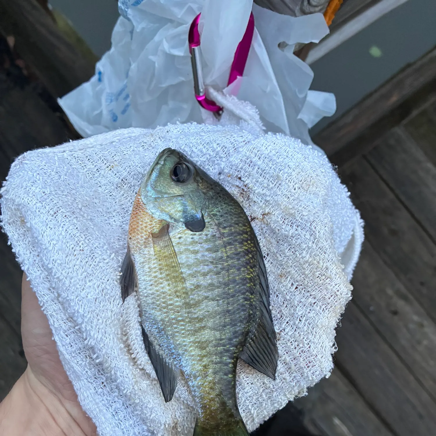 Bluegill caught on Fishbrain