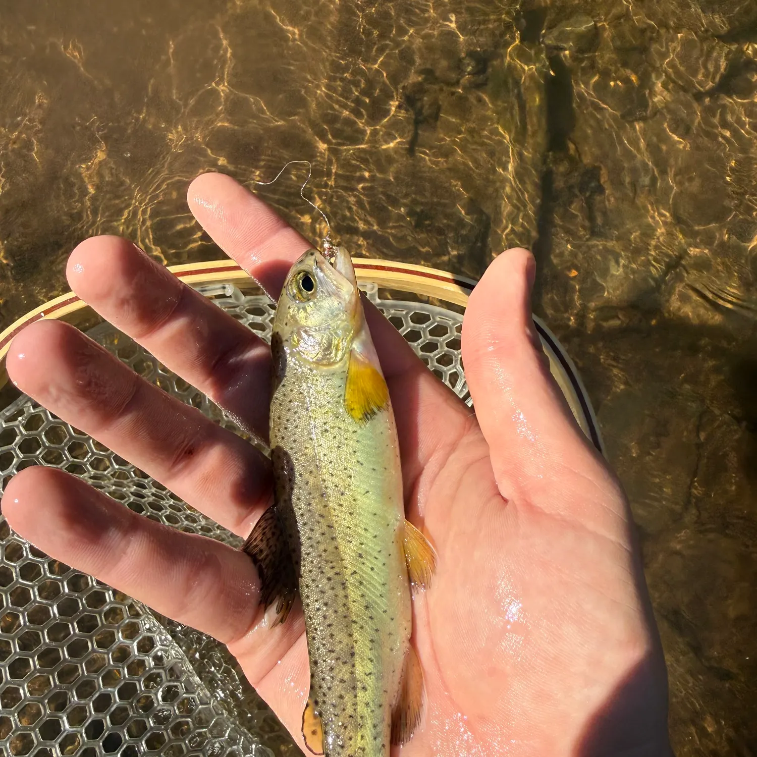 The most recent Apache trout catches on Fishbrain
