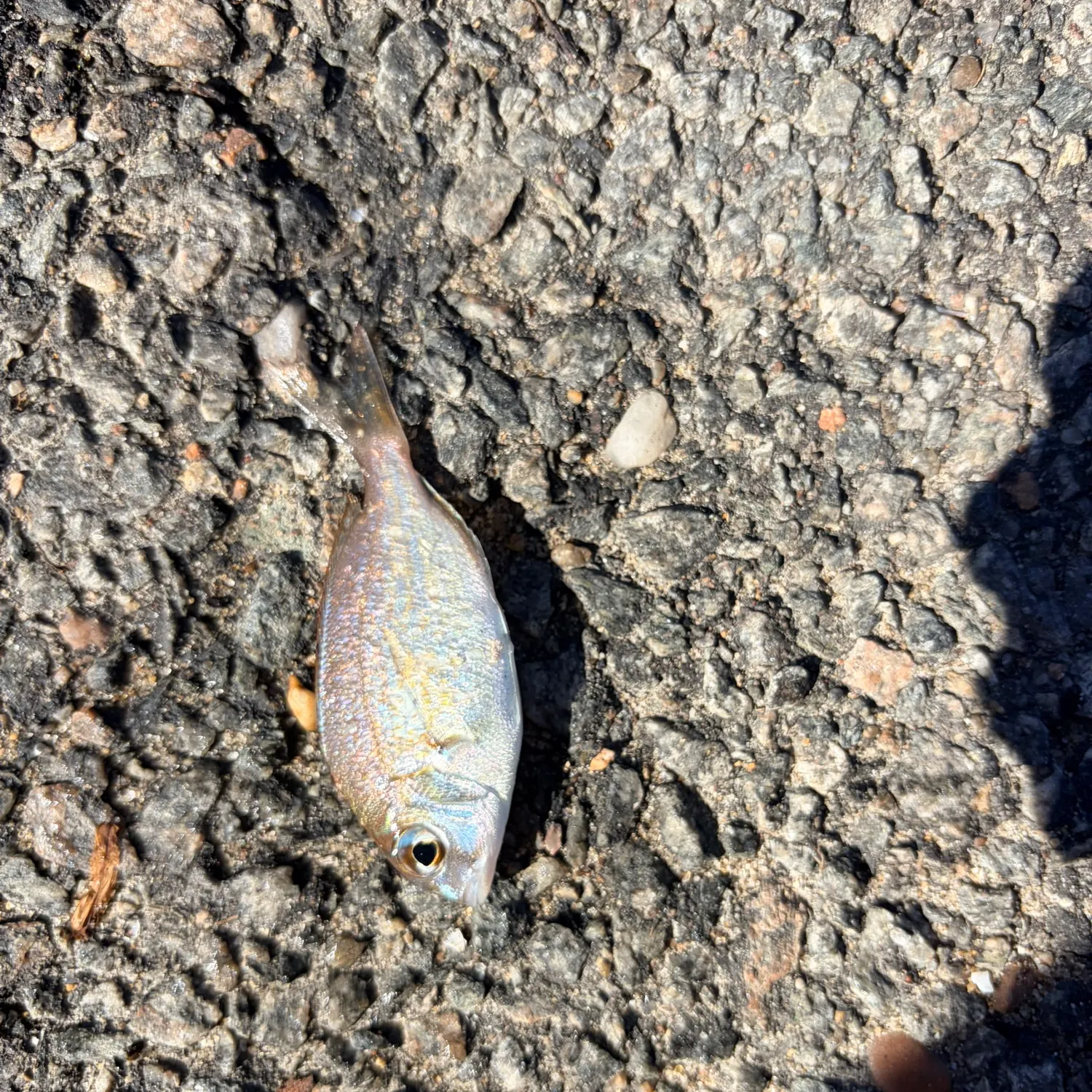 Scup caught on Fishbrain