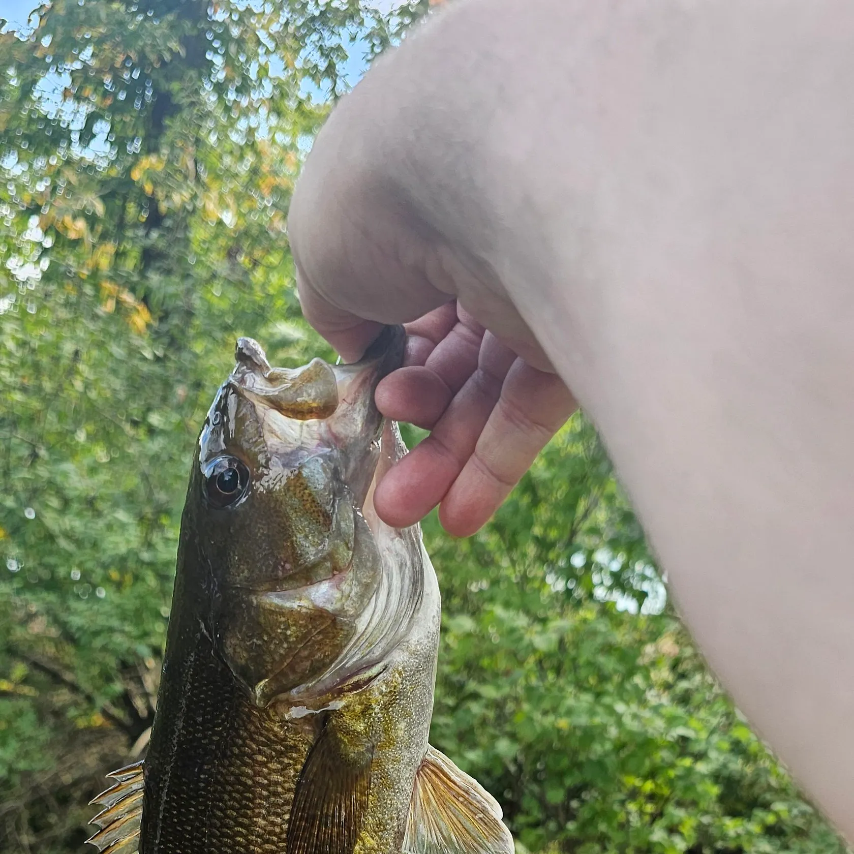 Smallmouth bass caught on Fishbrain