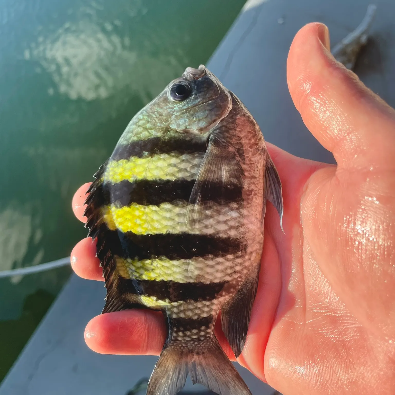 The most recent Sergeant-major catches on Fishbrain