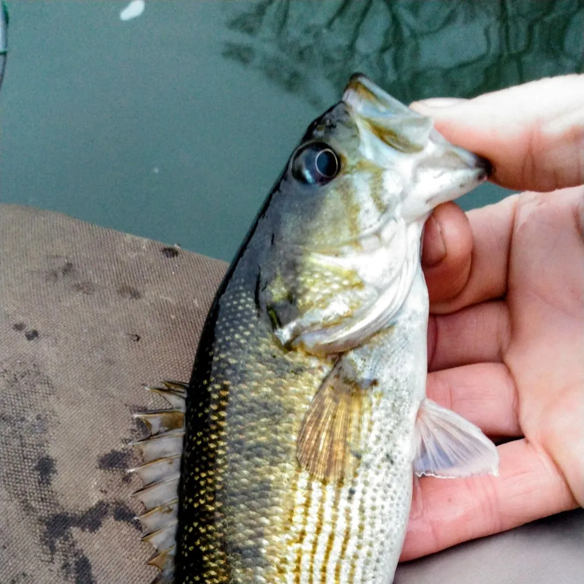 The most recent Redeye bass catches on Fishbrain