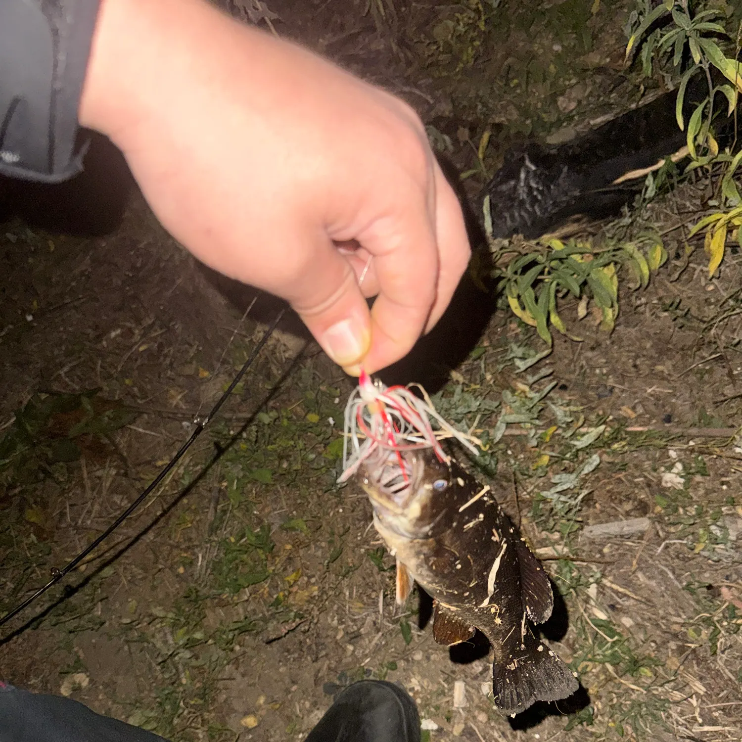 Fish caught on Fishbrain