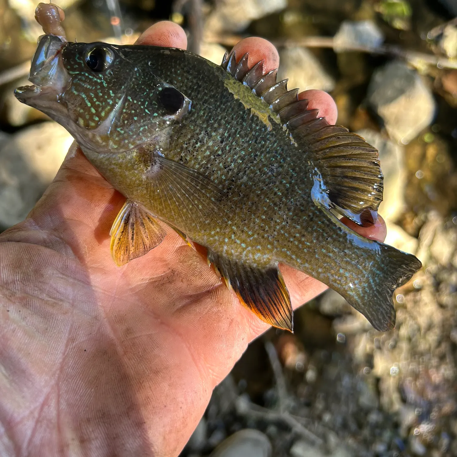 Green sunfish caught on Fishbrain