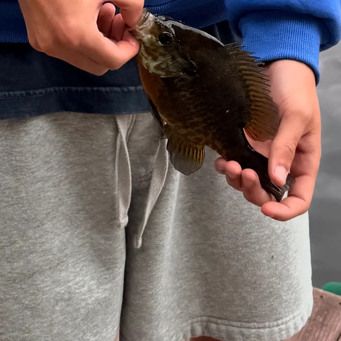Bluegill caught on Fishbrain