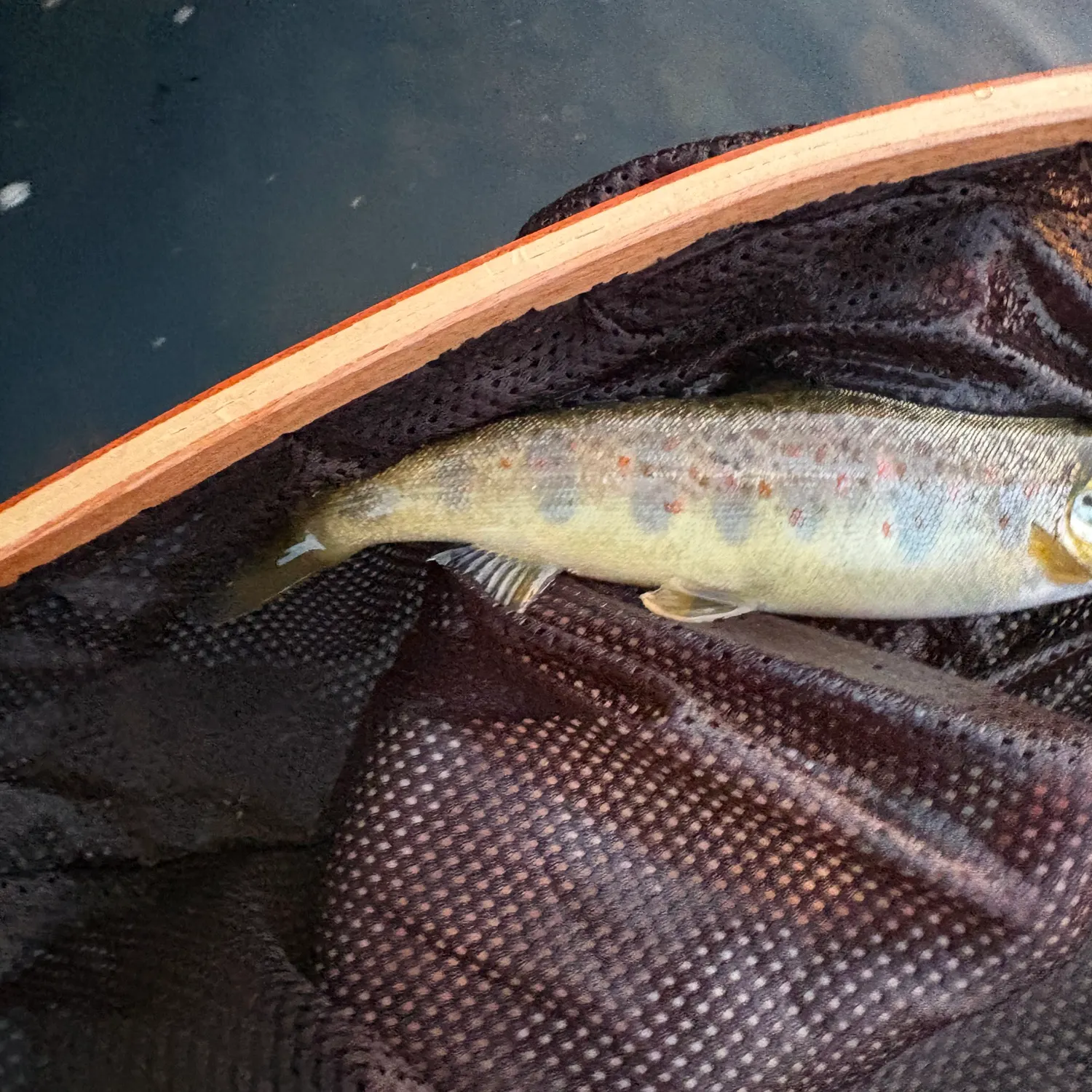 Brown trout caught on Fishbrain