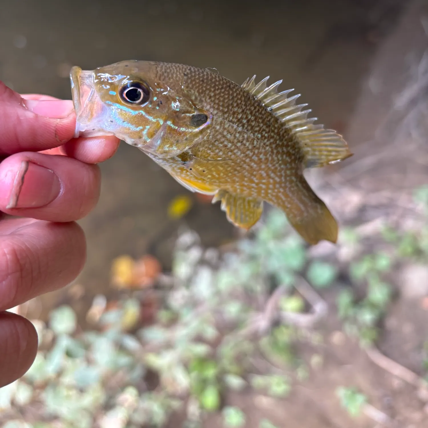Green sunfish caught on Fishbrain