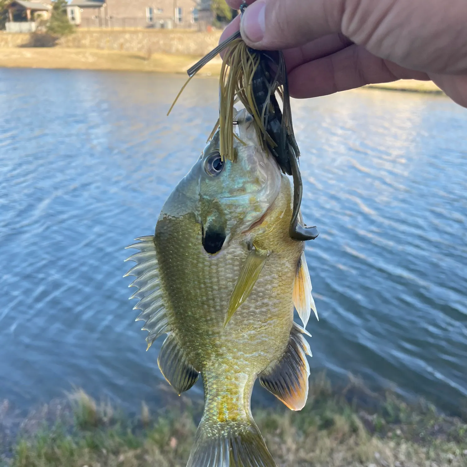 The most recent Greengill hybrid catches on Fishbrain