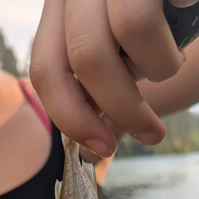 Rainbow trout caught on Fishbrain
