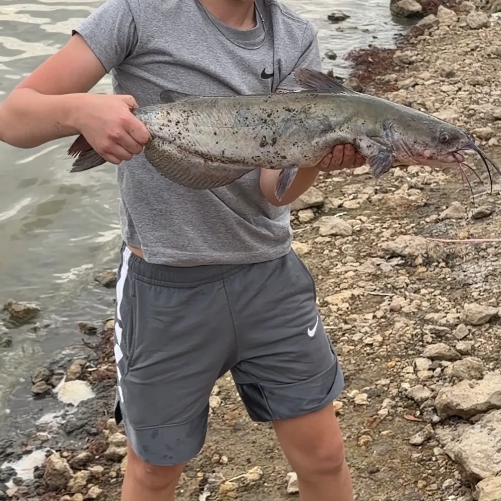Channel catfish caught on Fishbrain