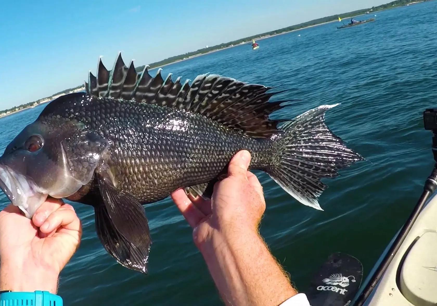 Black sea bass