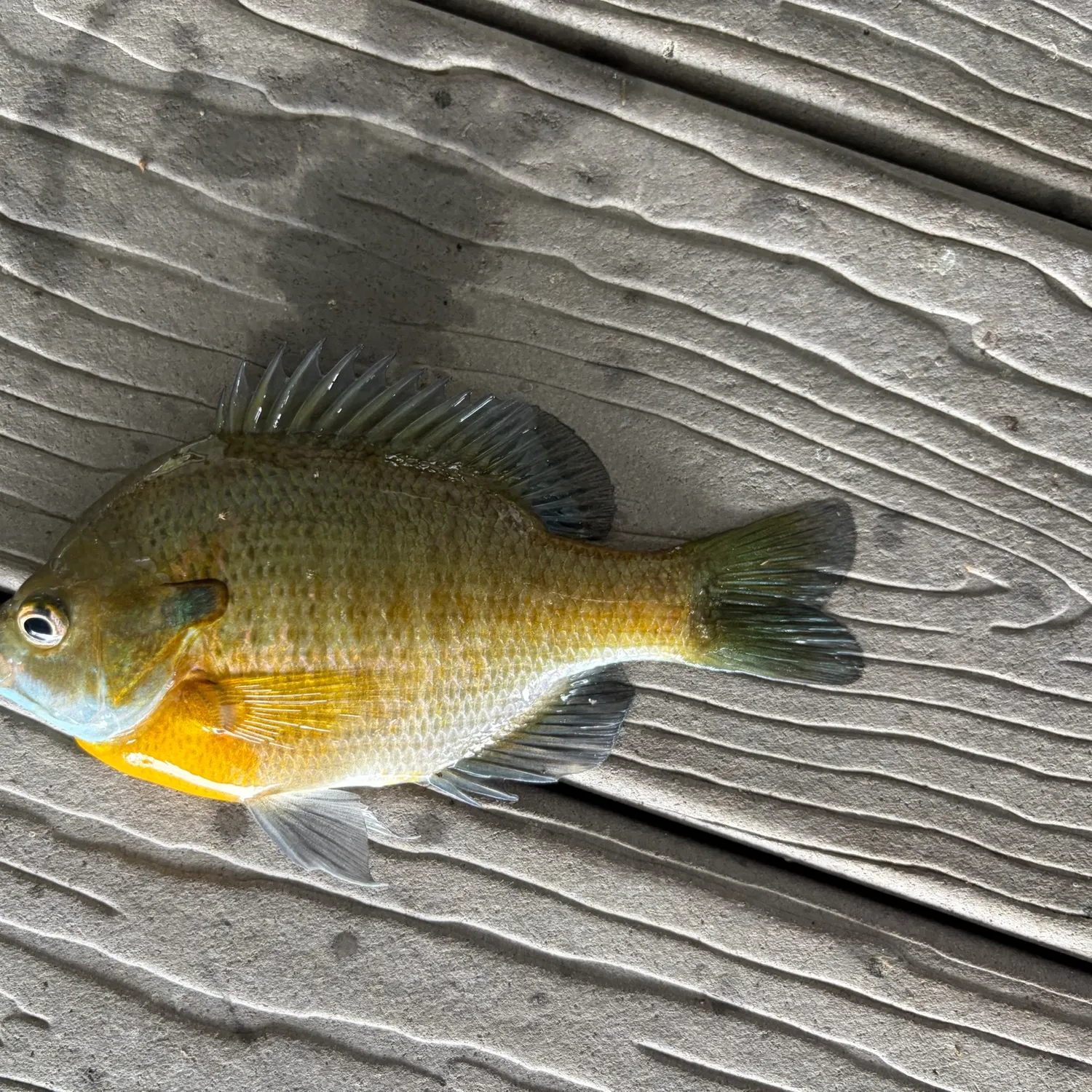 Bluegill caught on Fishbrain