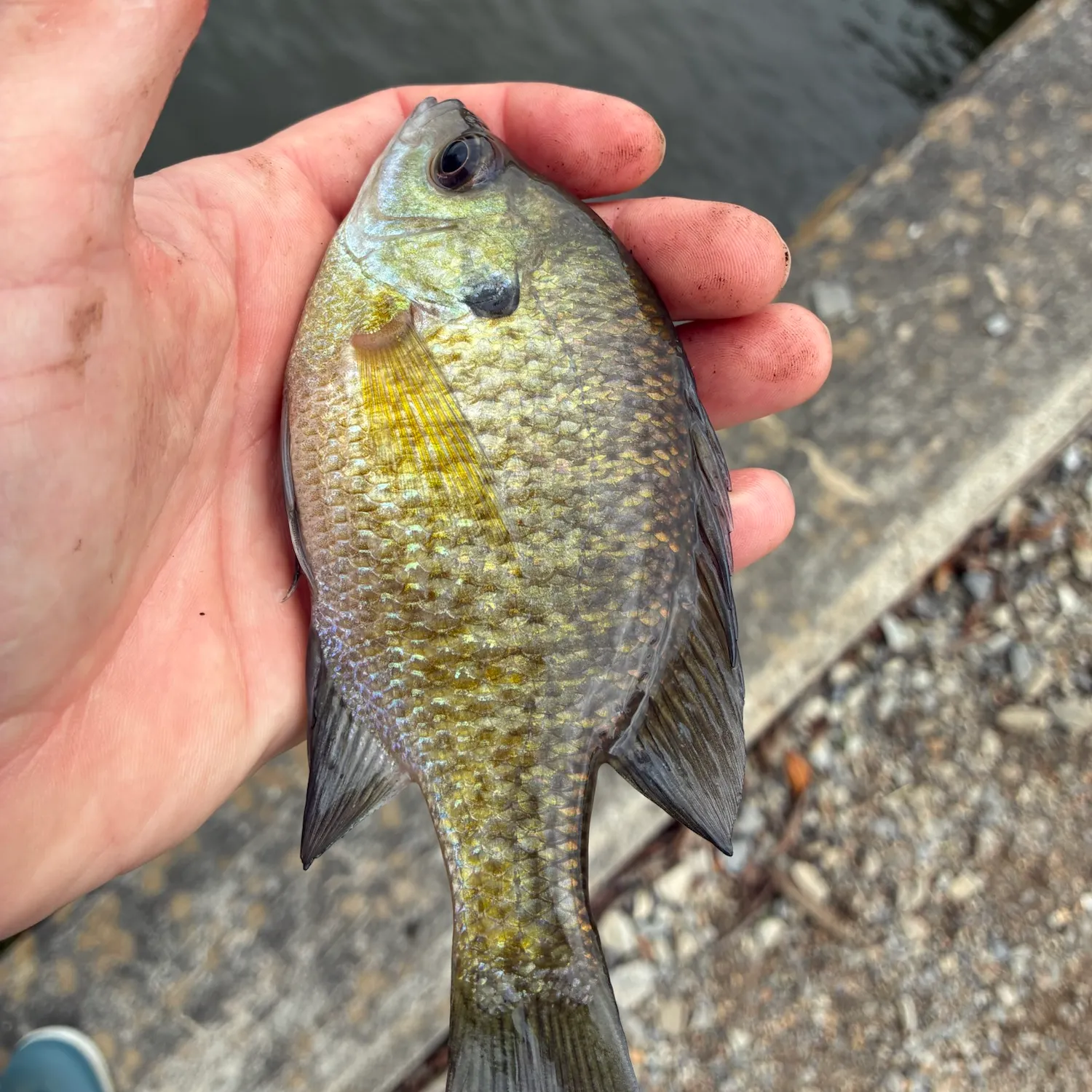 Bluegill caught on Fishbrain