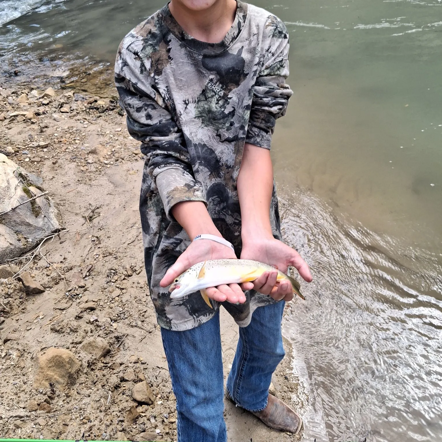 Brown trout caught on Fishbrain