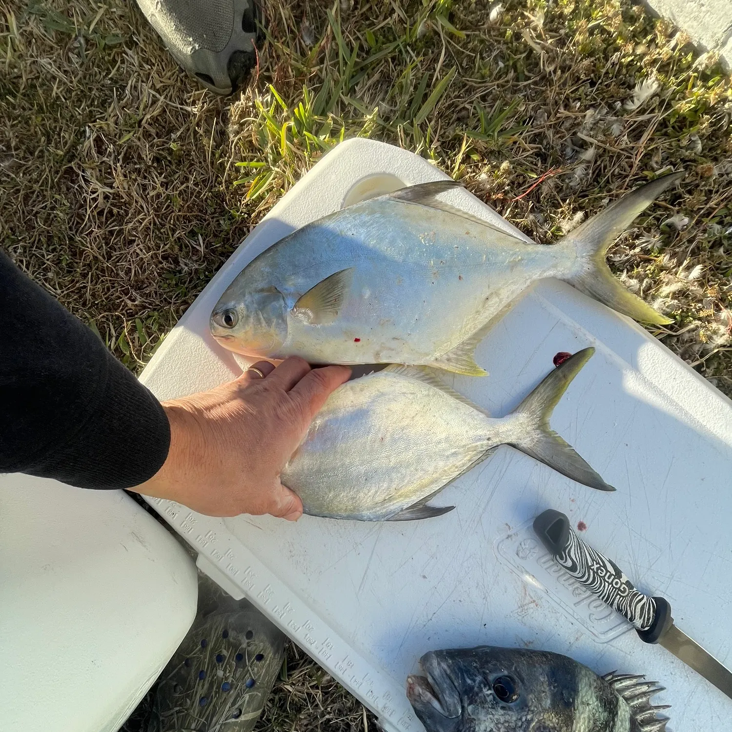 The most recent Florida pompano catches on Fishbrain