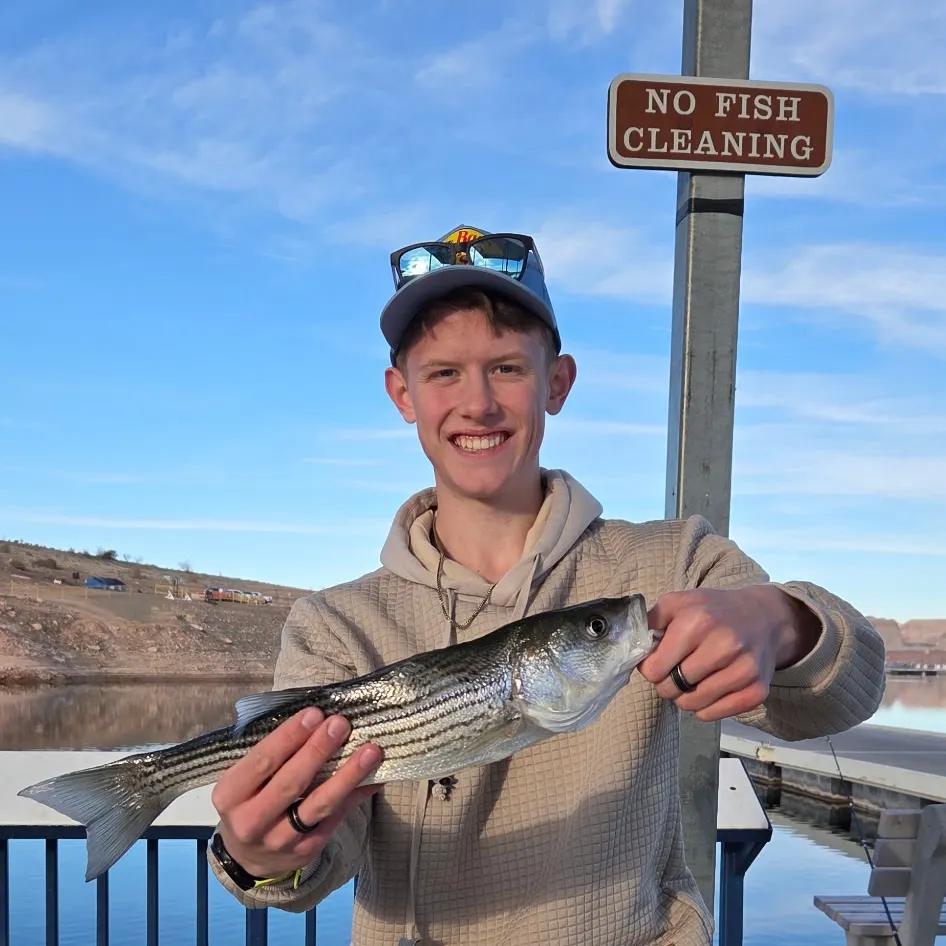 The most recent Striped bass catches on Fishbrain
