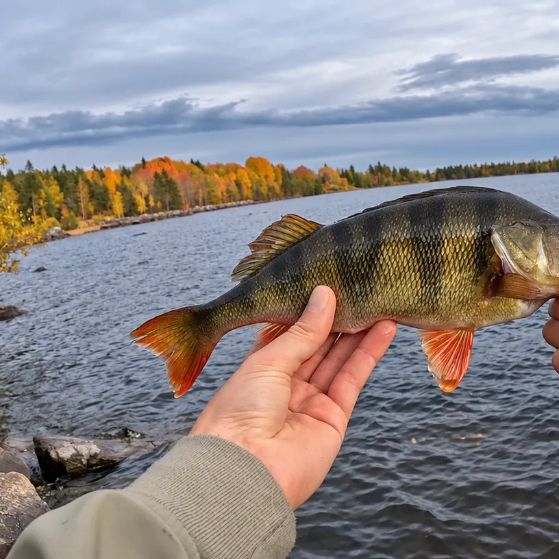 European perch caught on Fishbrain