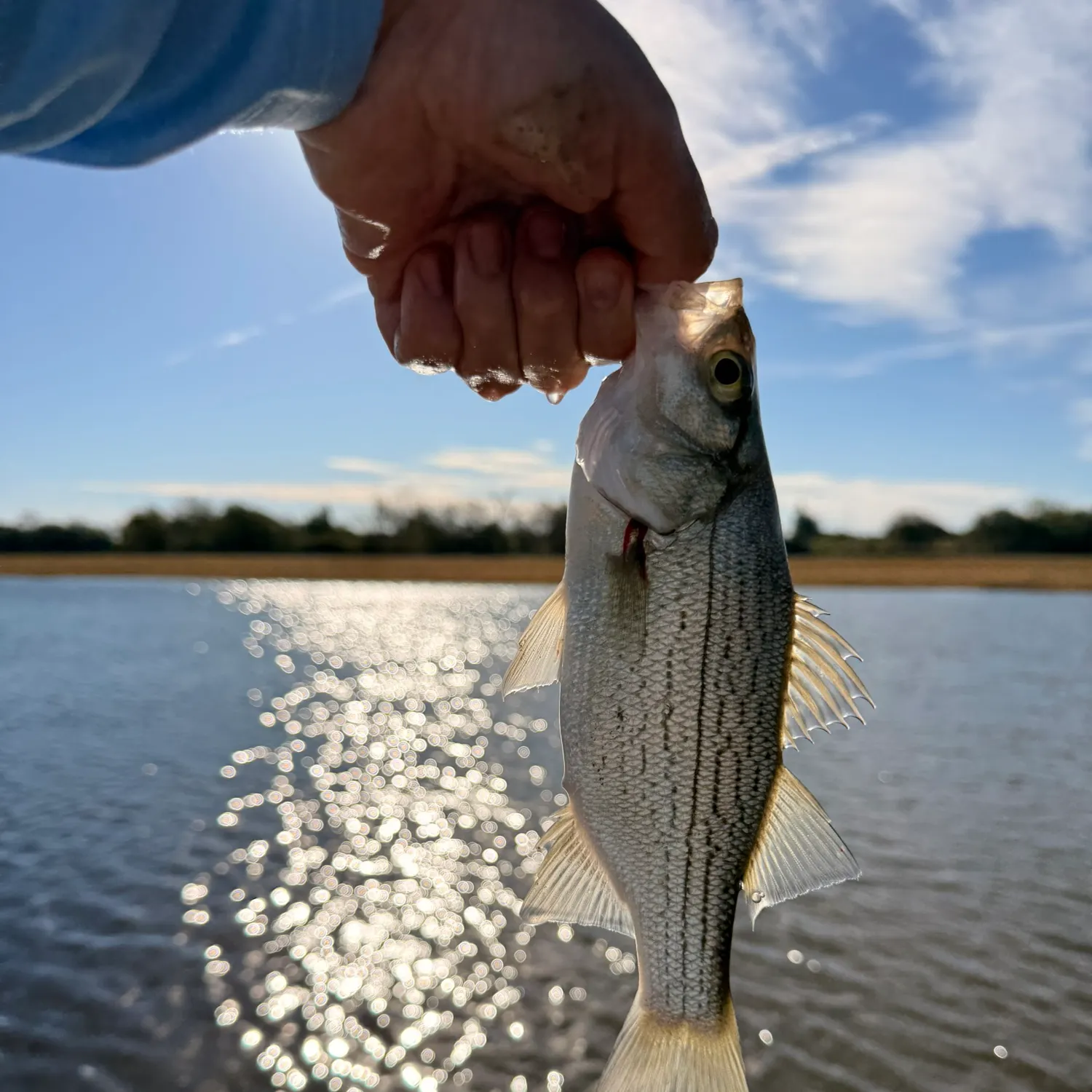 White bass caught on Fishbrain