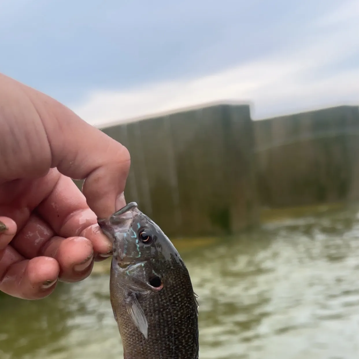 The most recent Flier catches on Fishbrain