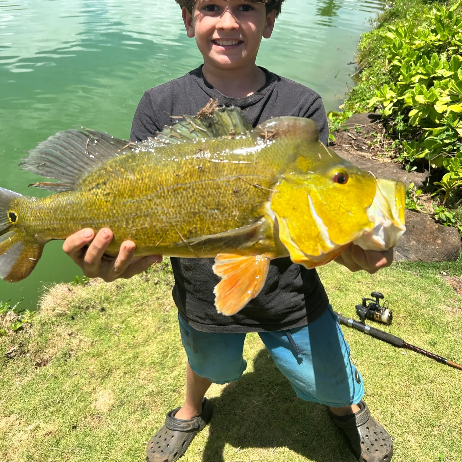 The most recent Butterfly peacock bass catches on Fishbrain