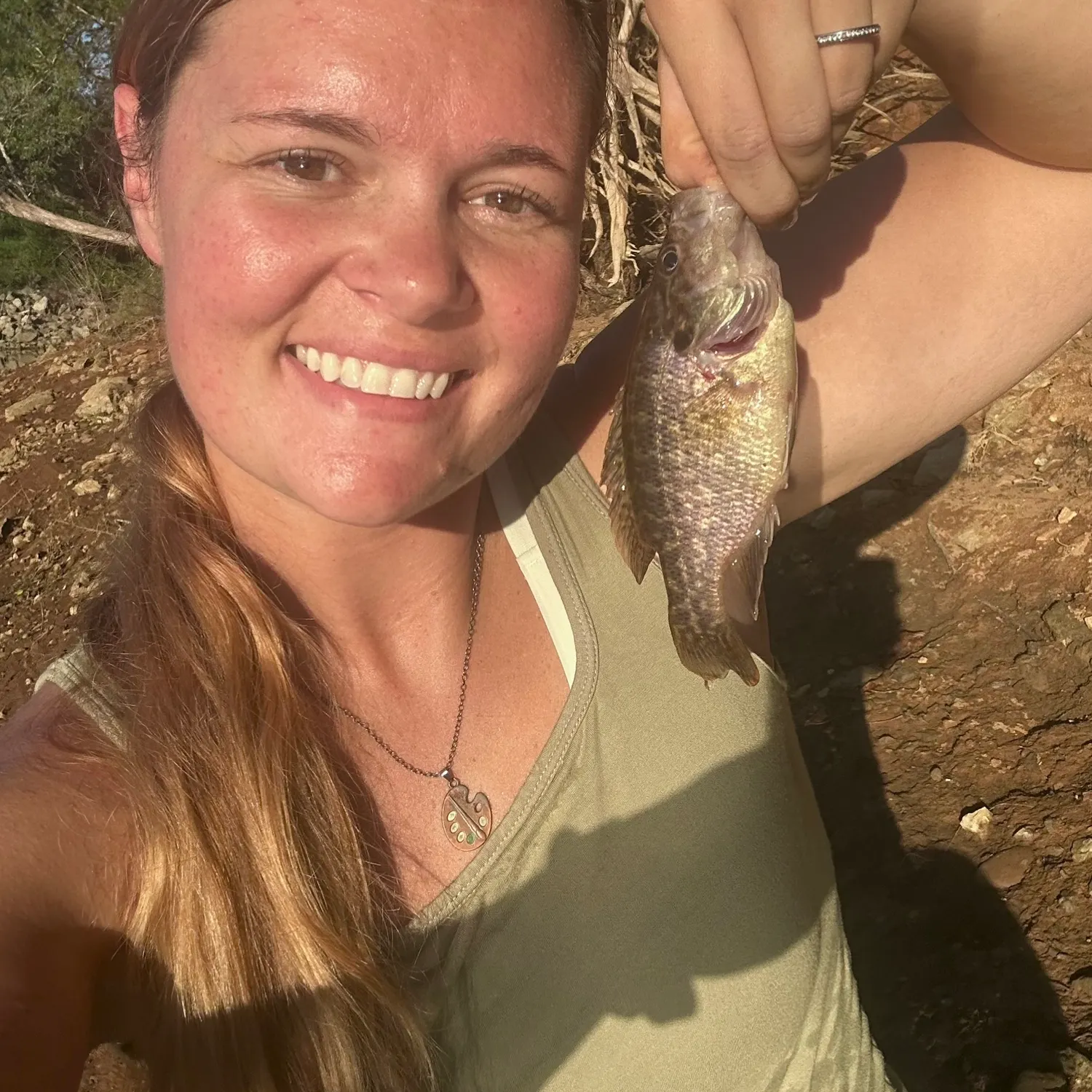 Warmouth caught on Fishbrain