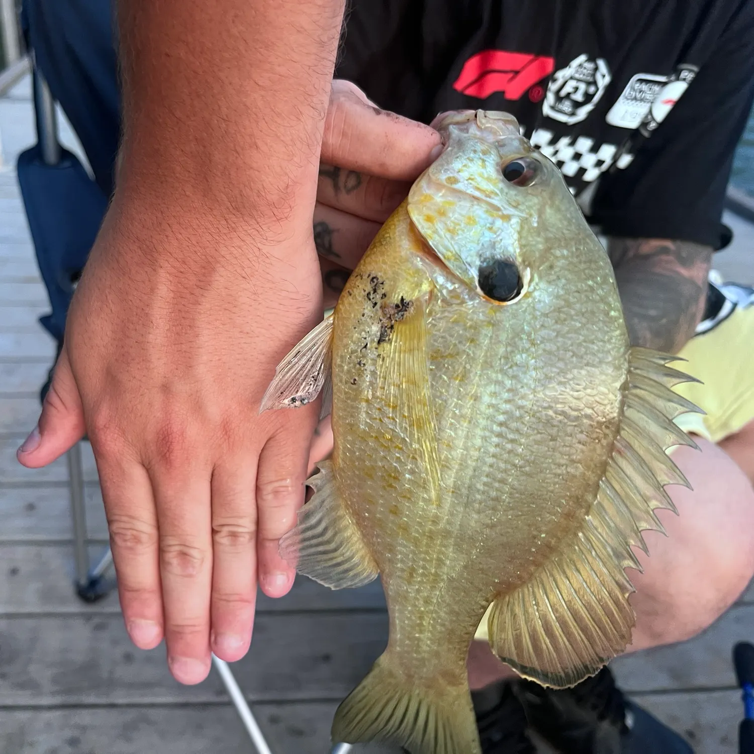 recently logged catches