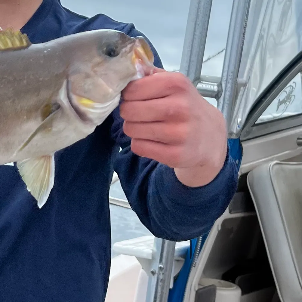 The most recent Ocean whitefish catches on Fishbrain