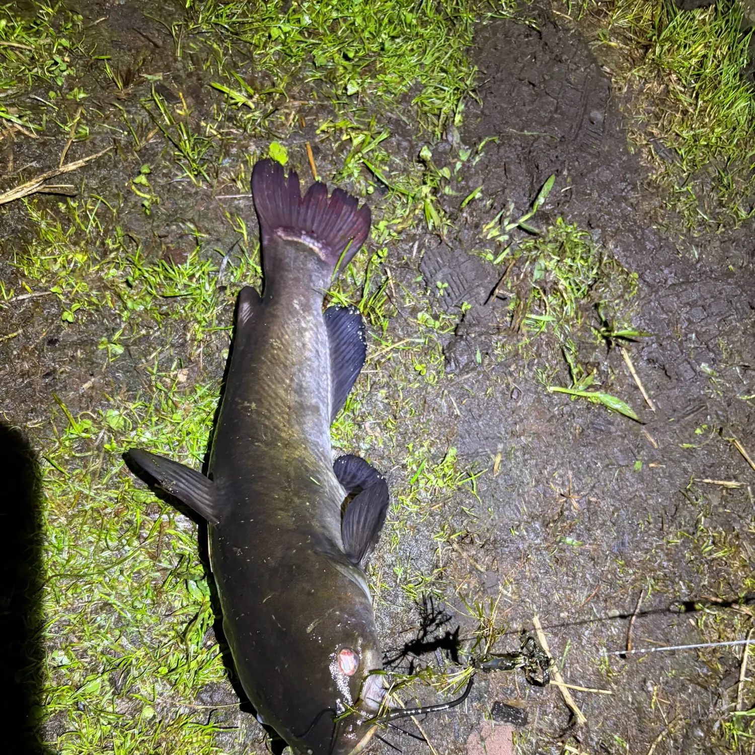 Black bullhead caught on Fishbrain