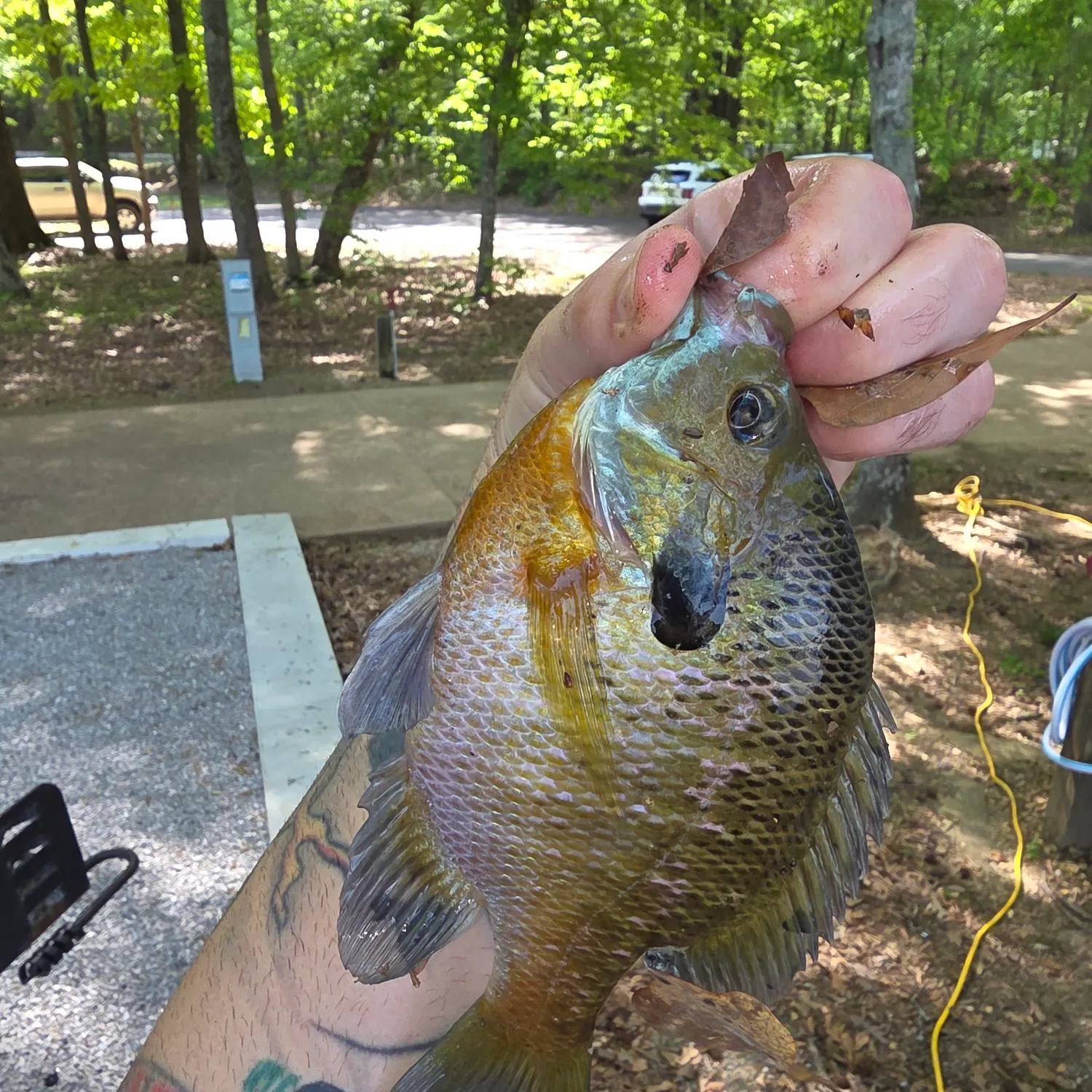 recently logged catches