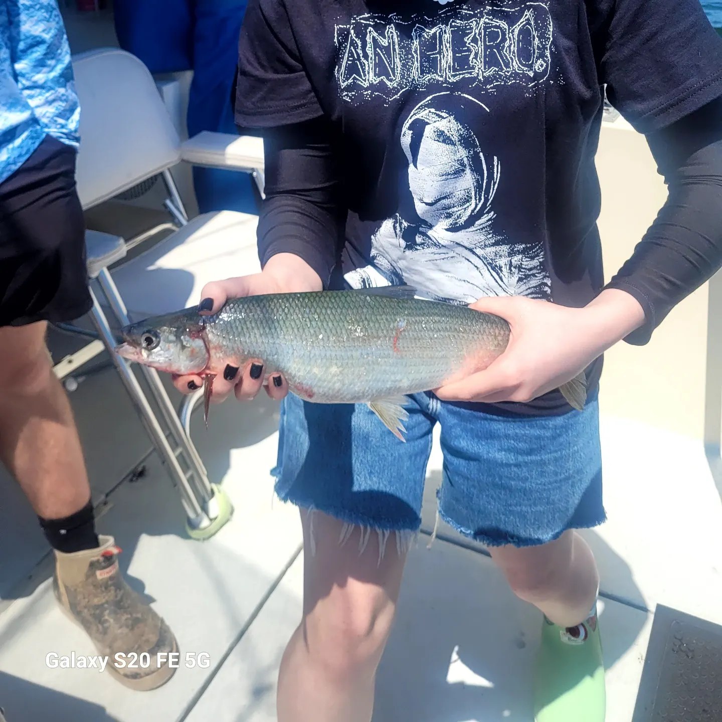 The most recent Lake whitefish catches on Fishbrain