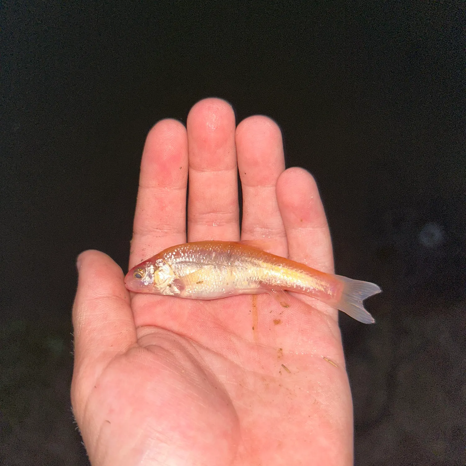 The most recent Fathead minnow catches on Fishbrain