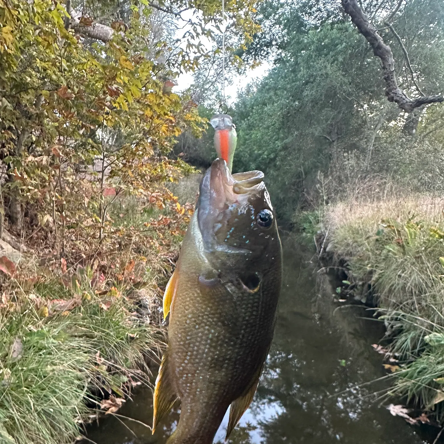 Green sunfish caught on Fishbrain