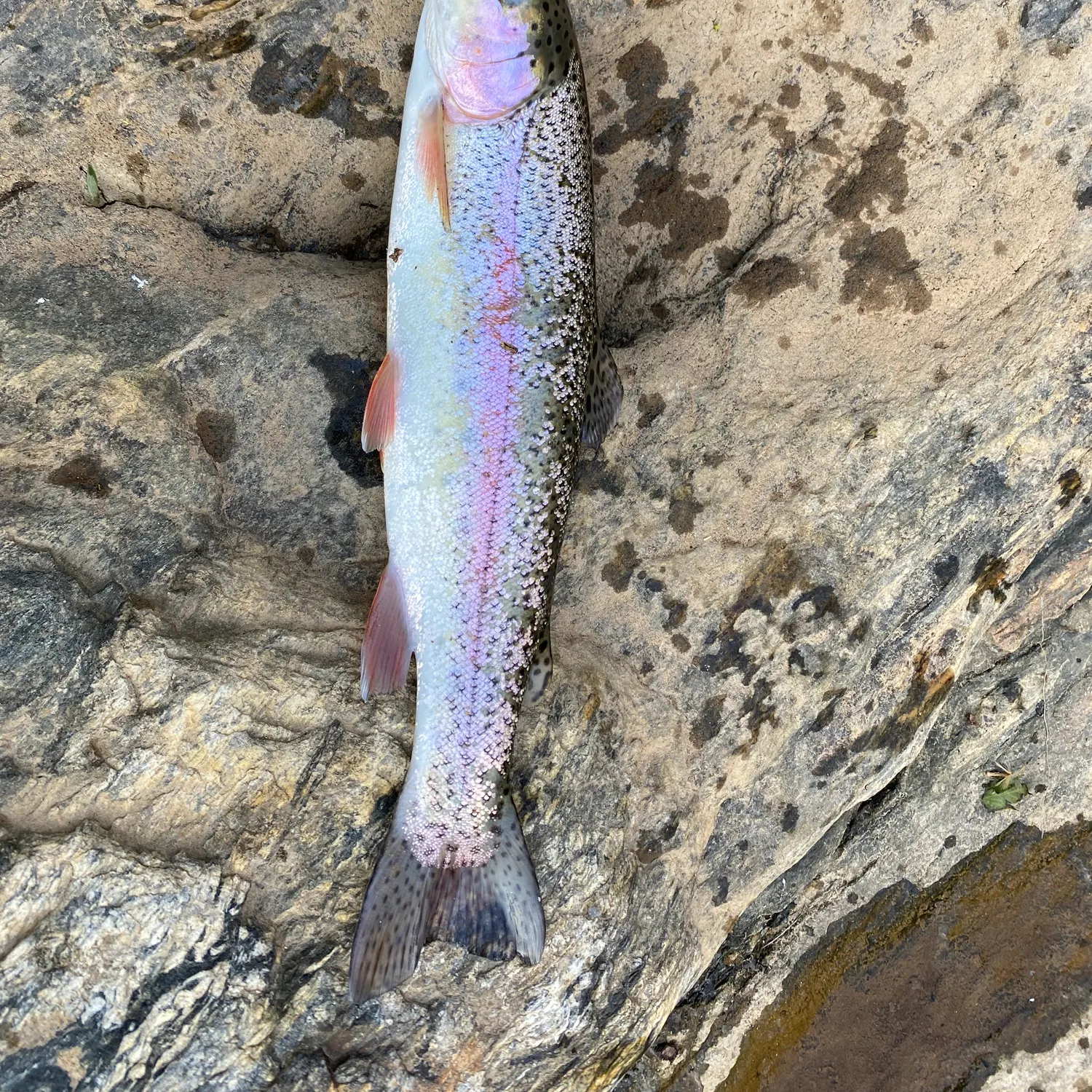Rainbow trout caught on Fishbrain