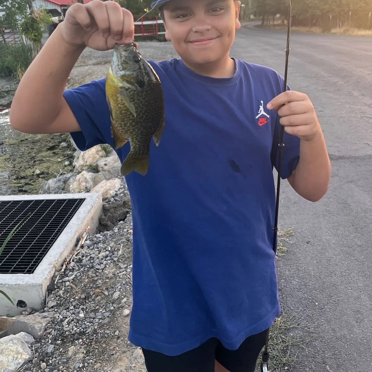 Greengill hybrid caught on Fishbrain