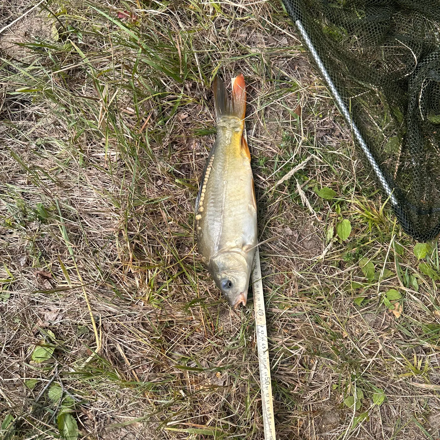 Leather carp caught on Fishbrain