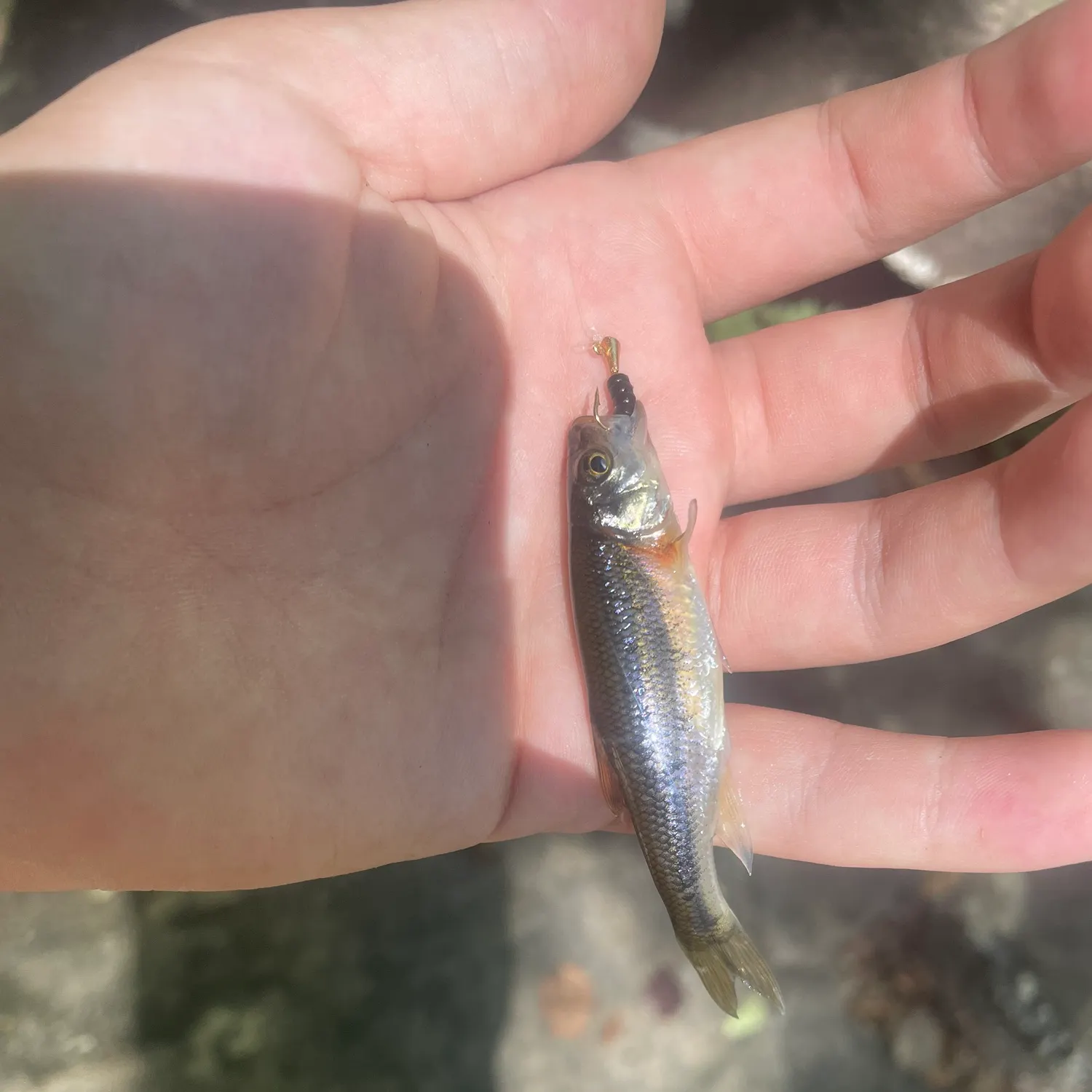 Warpaint shiner caught on Fishbrain