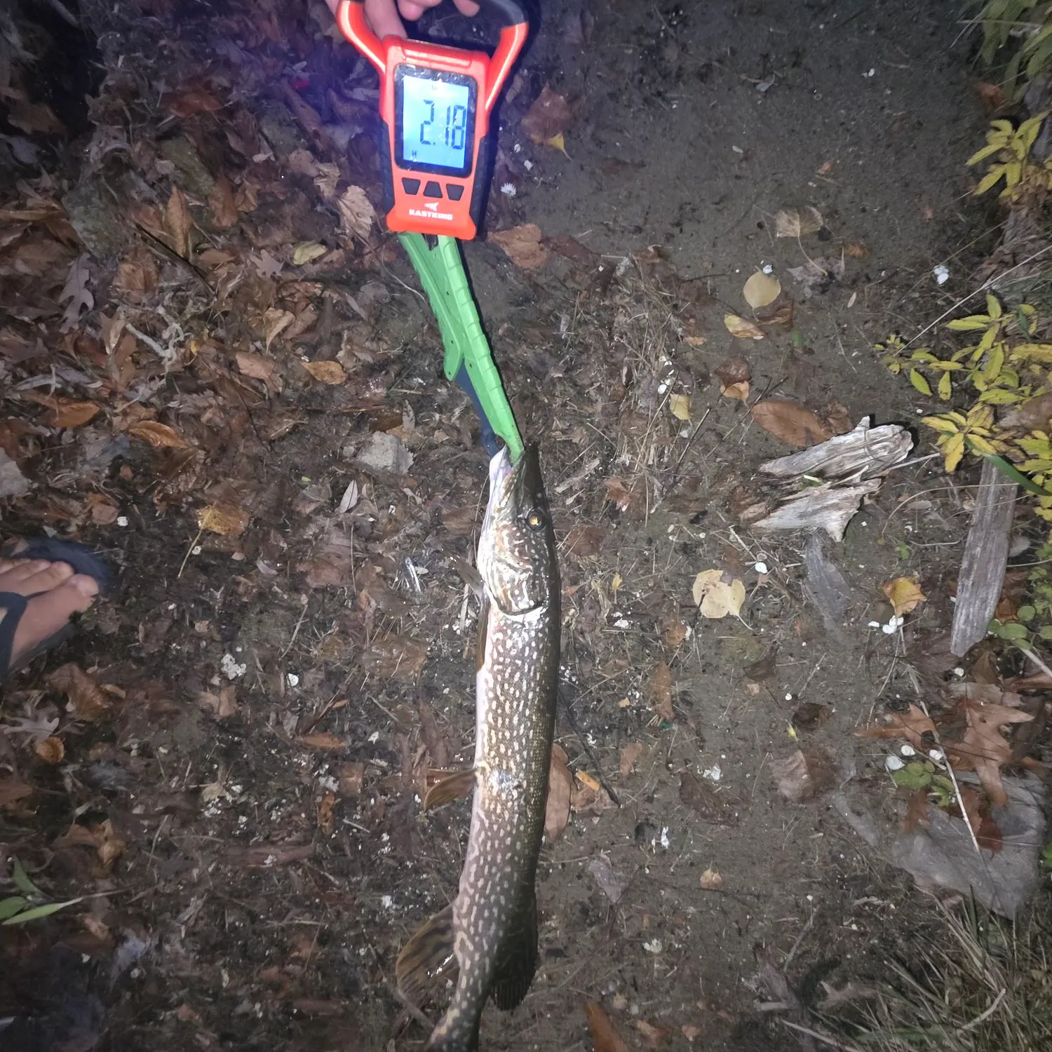 Northern pike caught on Fishbrain