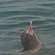 Clearnose skate caught on Fishbrain