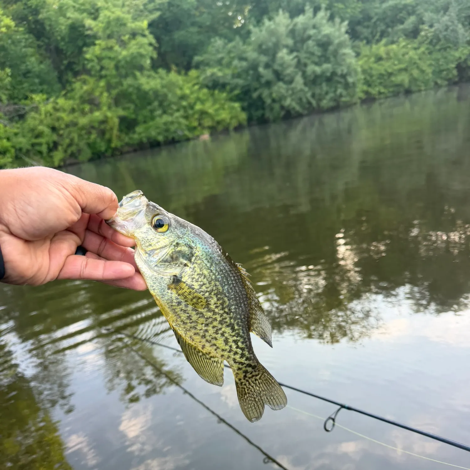 The most recent Black crappie catches on Fishbrain