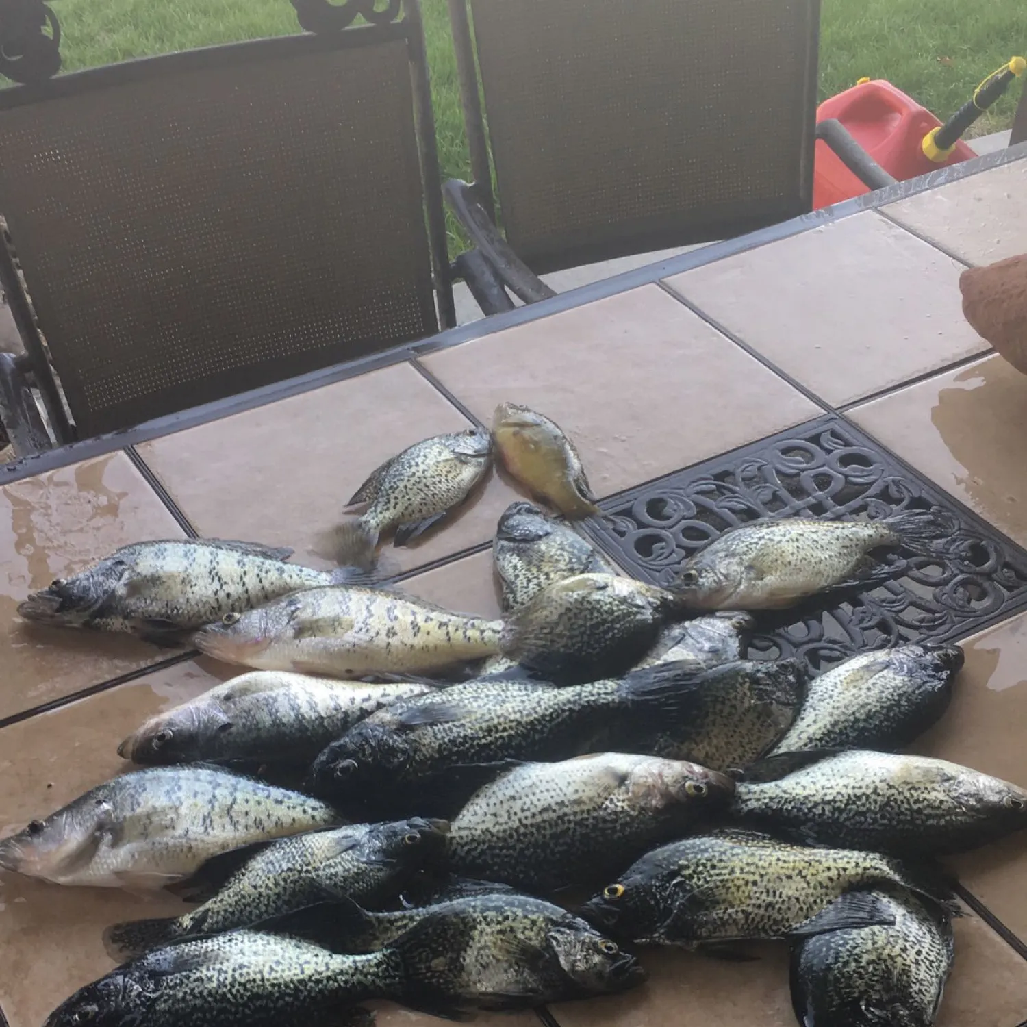 recently logged catches