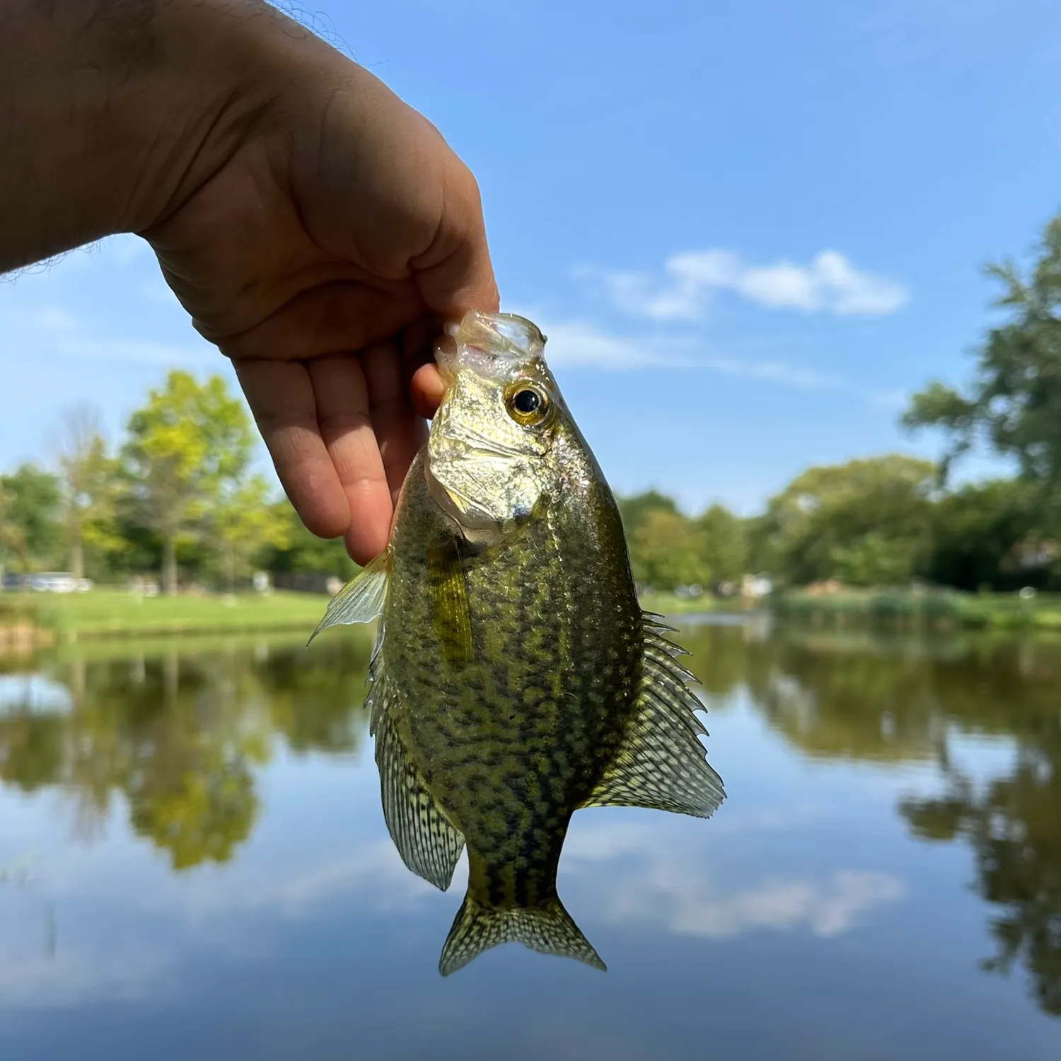 Black crappie caught on Fishbrain