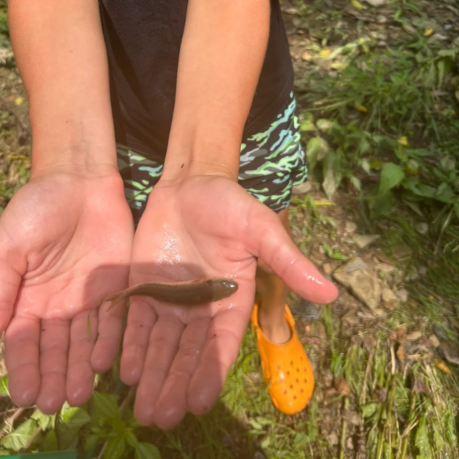 Creek chub caught on Fishbrain