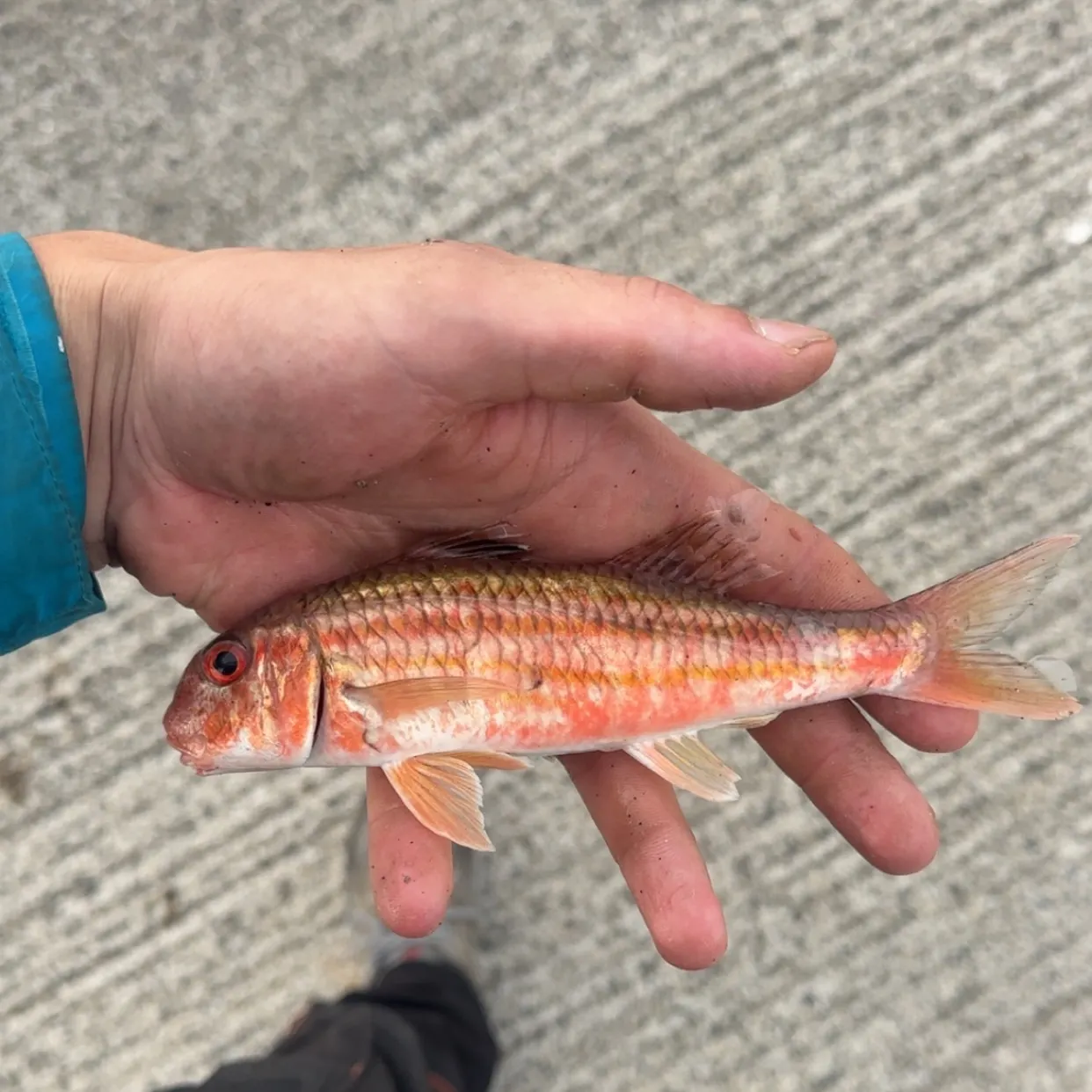 The most recent Striped red mullet catches on Fishbrain