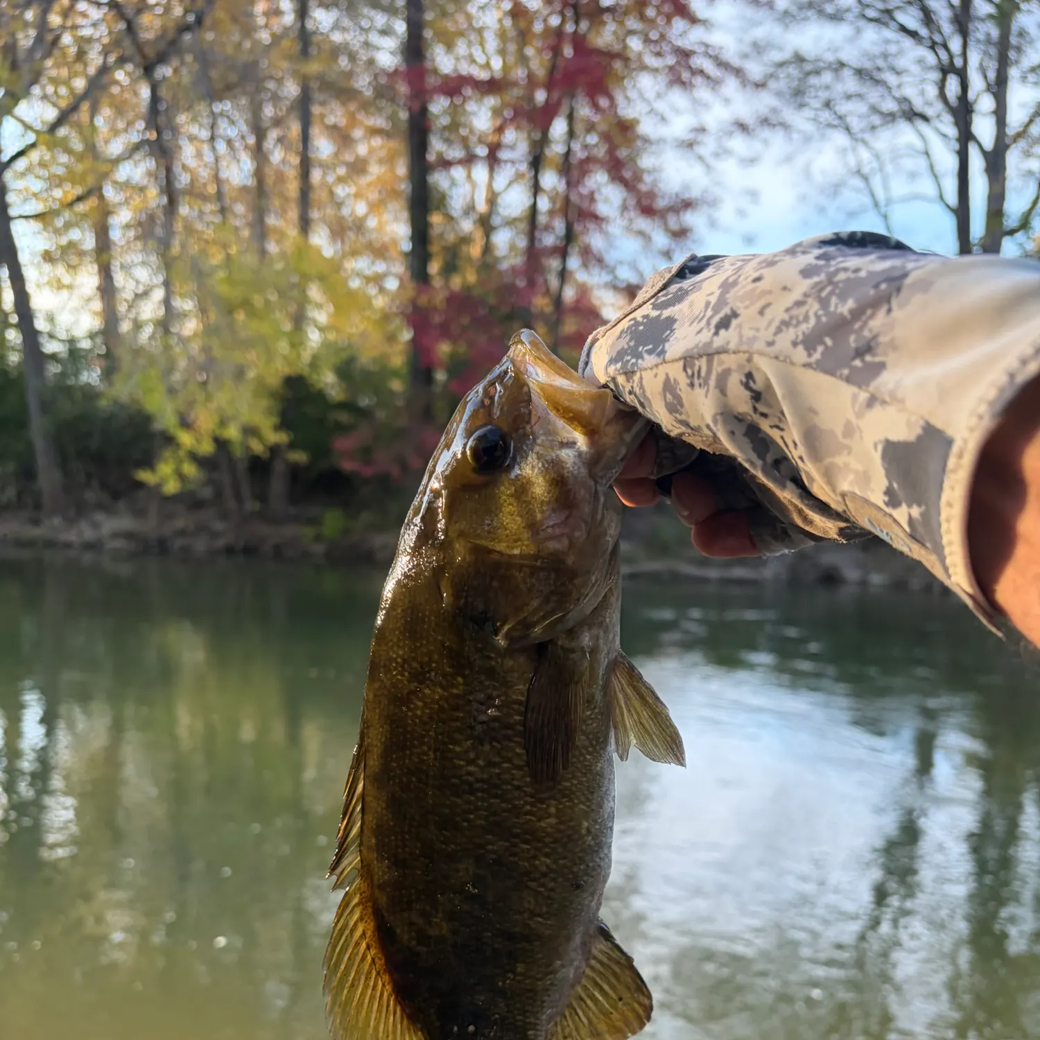 Smallmouth bass caught on Fishbrain
