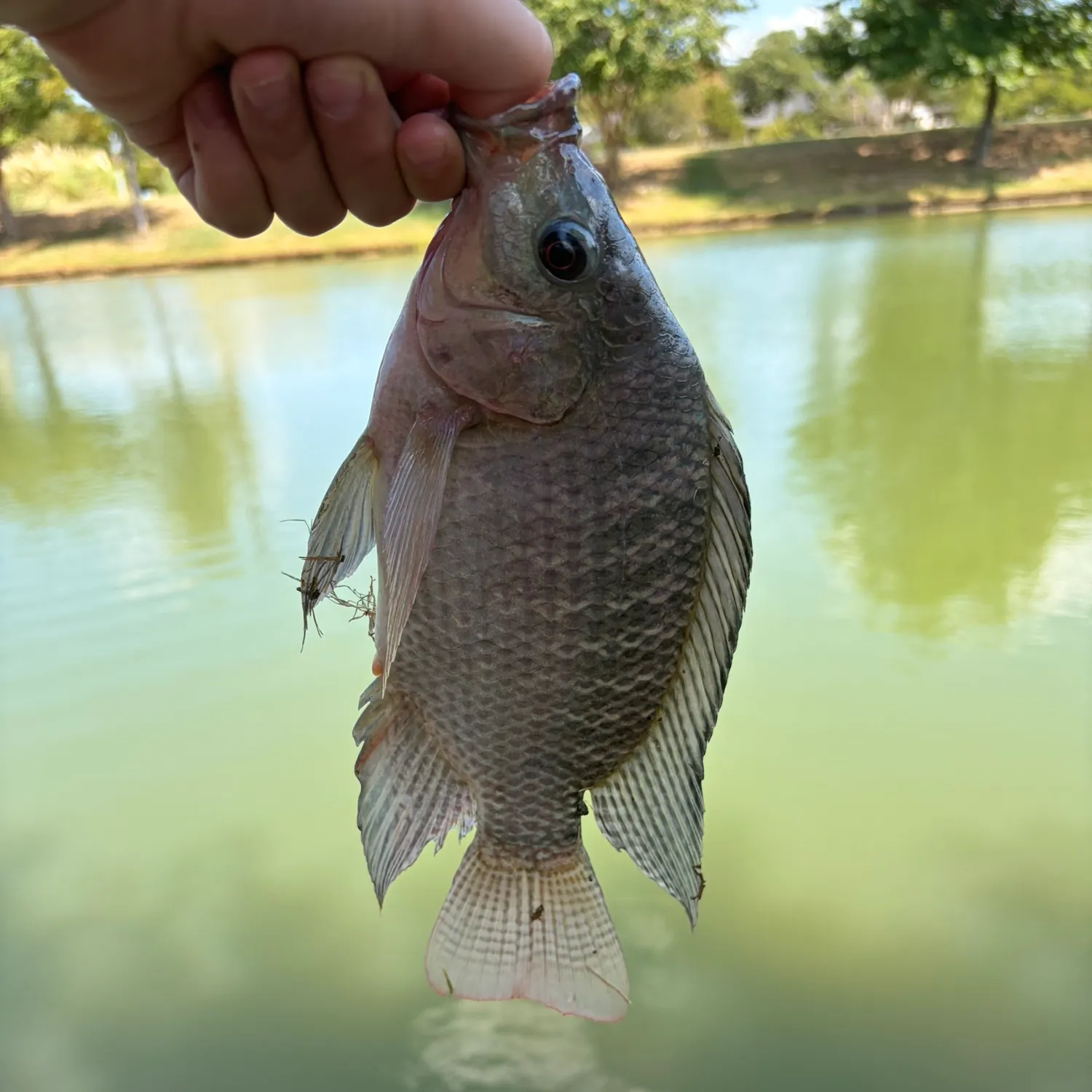 The most recent Nile tilapia catches on Fishbrain